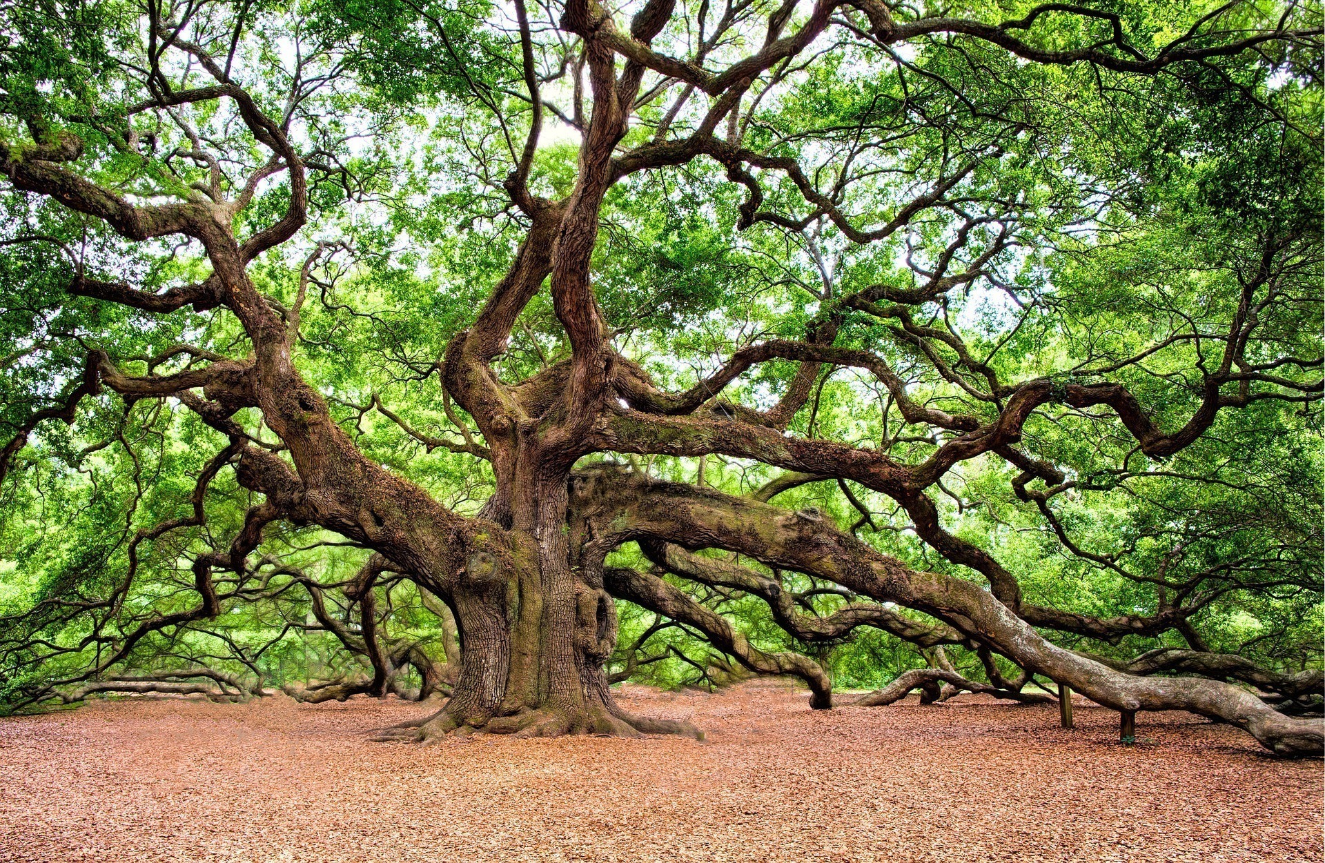 Pagan Priesthood Oak Tree Grove
