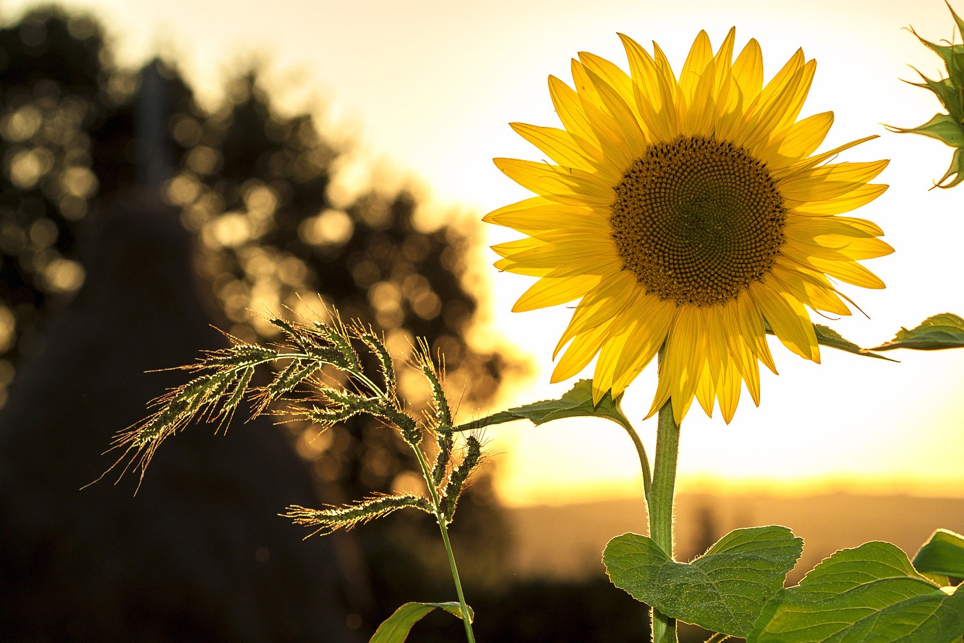 A sunflower at Summer Solstice, standing in Bright Sunshine
