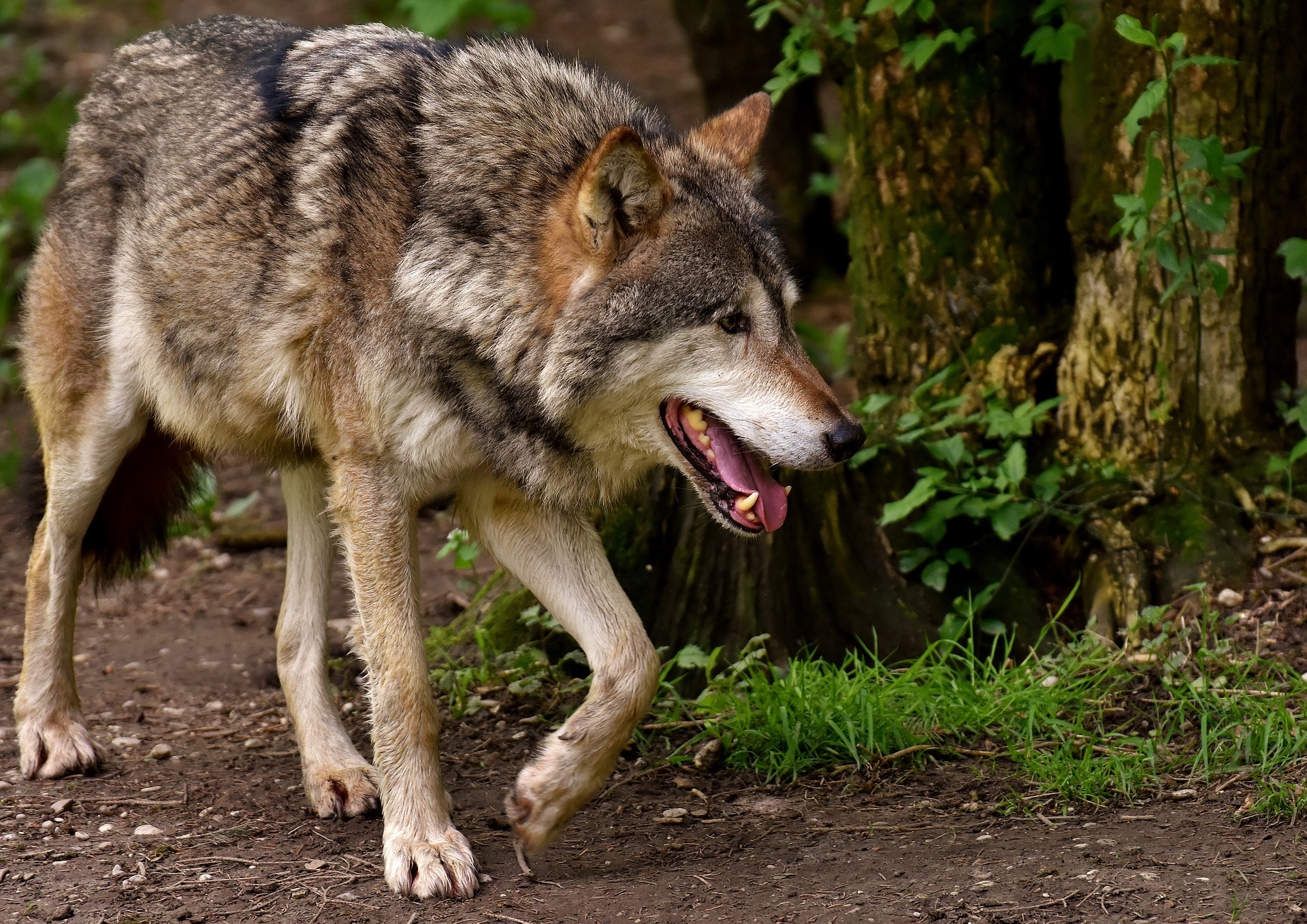 Irish Folklore - Wolves in Ireland